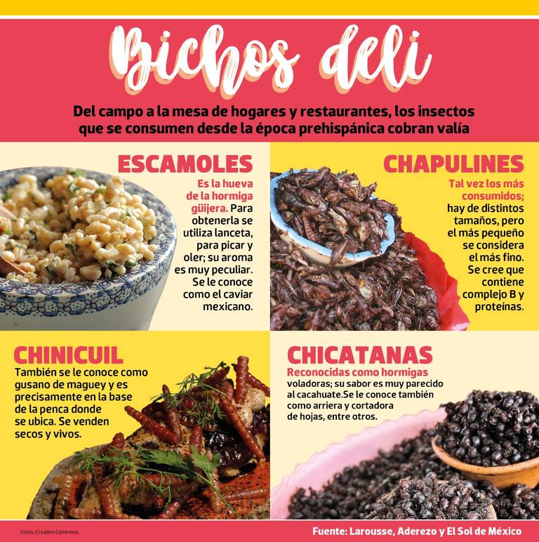 Bichos deli, insectos comestibles son el alimento del futuro - El Sol de  Sinaloa | Noticias Locales, Policiacas, sobre México, Sinaloa y el Mundo