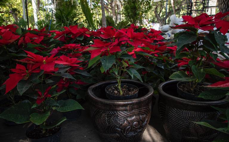 Previo a Navidad, a la baja la venta de flores de Nochebuena Culiacán - El  Sol de Sinaloa | Noticias Locales, Policiacas, sobre México, Sinaloa y el  Mundo