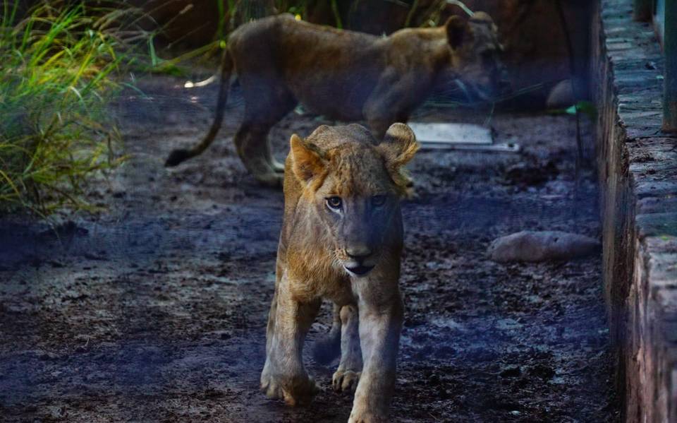 Leones de Barbary, felinos en vías de extinción llegan al zoológico de  Culiacán - El Sol de México | Noticias, Deportes, Gossip, Columnas