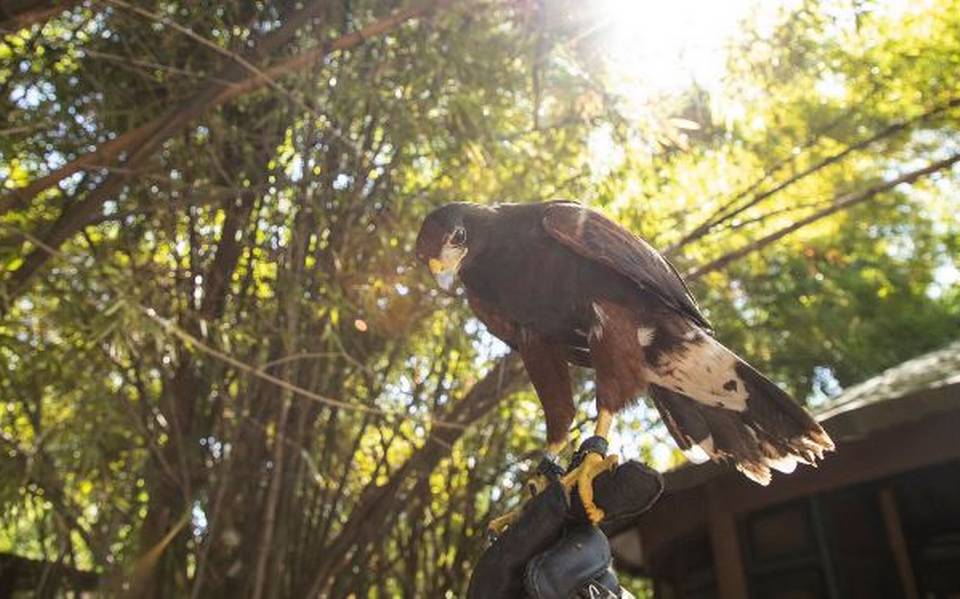 Entrenando a las Águilas: Irving, el cuidador del aviario - El Sol de  Sinaloa | Noticias Locales, Policiacas, sobre México, Sinaloa y el Mundo