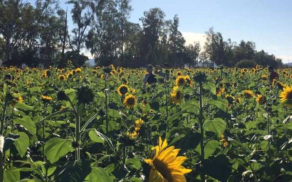 Durará más tiempo el campo de Girasoles de Mocorito - El Sol de Sinaloa |  Noticias Locales, Policiacas, sobre México, Sinaloa y el Mundo