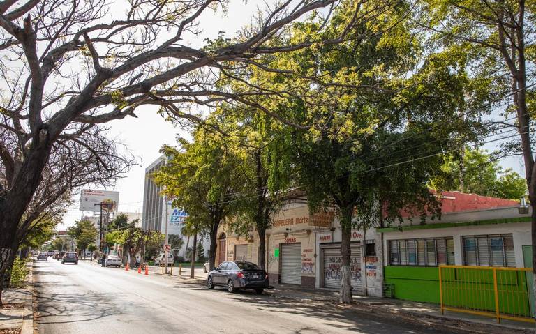 Multa de 89 mil pesos por cortar árboles sin permiso en Culiacán - El Sol de  Sinaloa | Noticias Locales, Policiacas, sobre México, Sinaloa y el Mundo