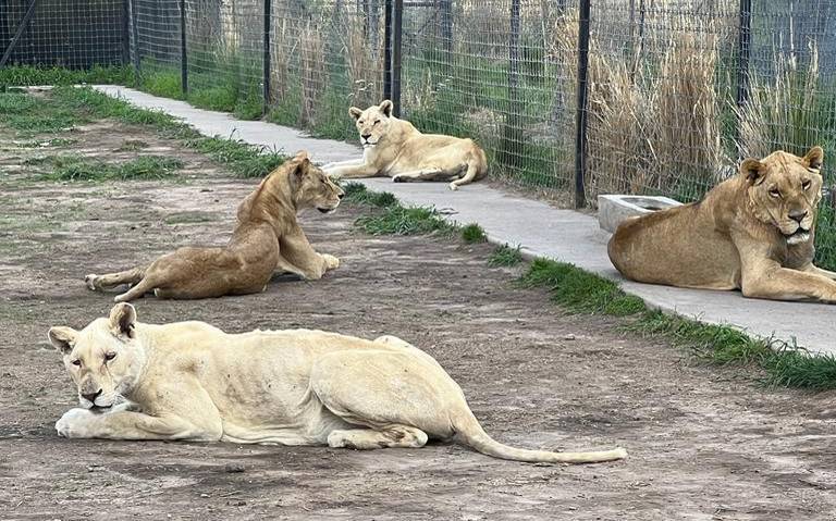 Llegarán a Culiacán 40 felinos maltratados del santuario Black Jaguar White  Tigger - El Sol de Sinaloa | Noticias Locales, Policiacas, sobre México,  Sinaloa y el Mundo