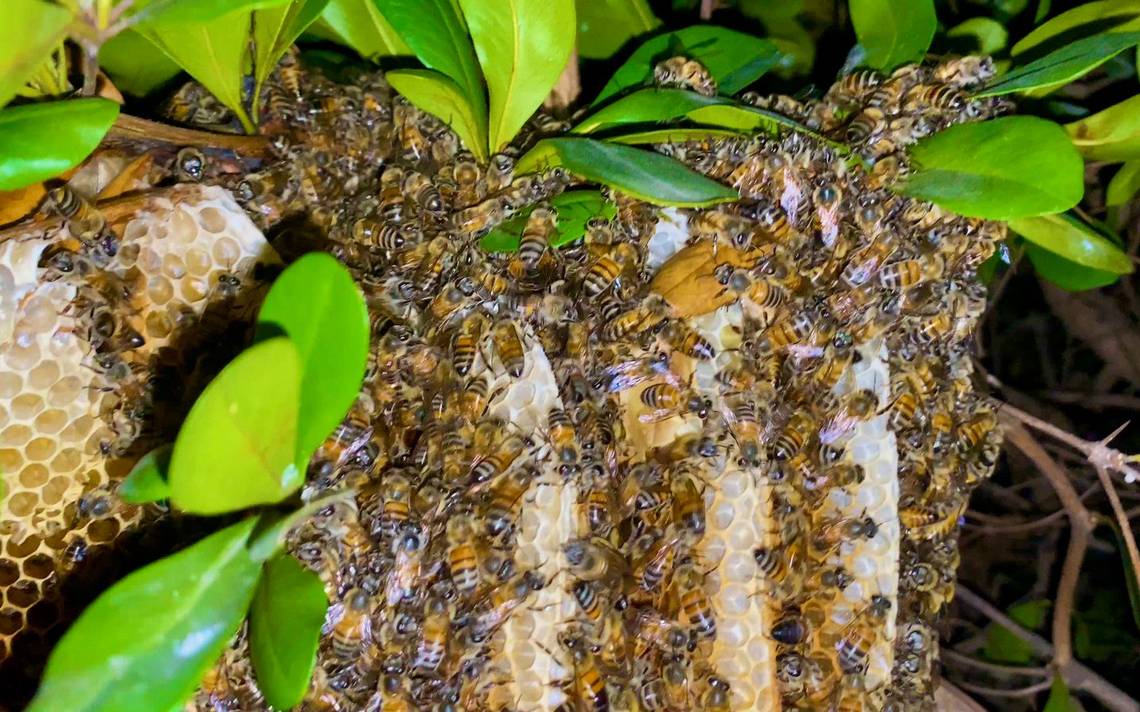 Exterminaron 46 colmenas de abejas al fumigar un campo cerca de Paraná -  Noticias AgroPecuarias