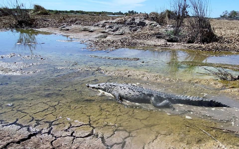 Liberan a un cocodrilo en la laguna de Chiricahueto - El Sol de Sinaloa |  Noticias Locales, Policiacas, sobre México, Sinaloa y el Mundo
